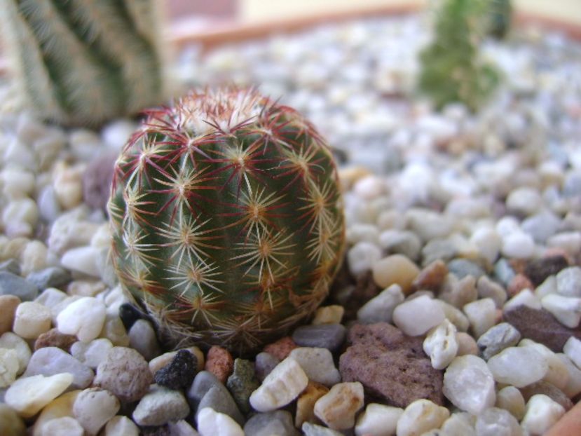 Echinocereus viridiflorus - Cactusi 2017