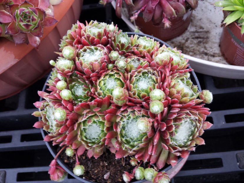  - Sempervivum - 2017