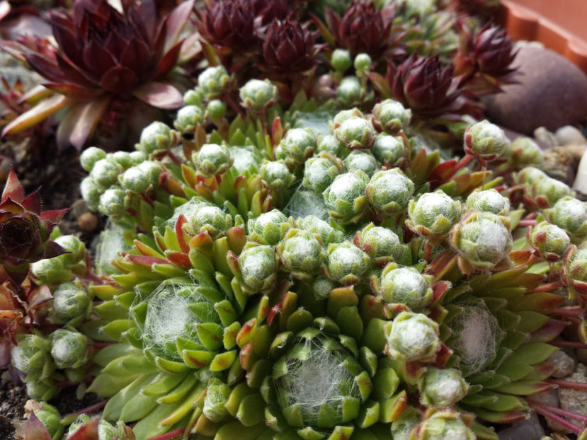  - Sempervivum - 2017_partea a II-a