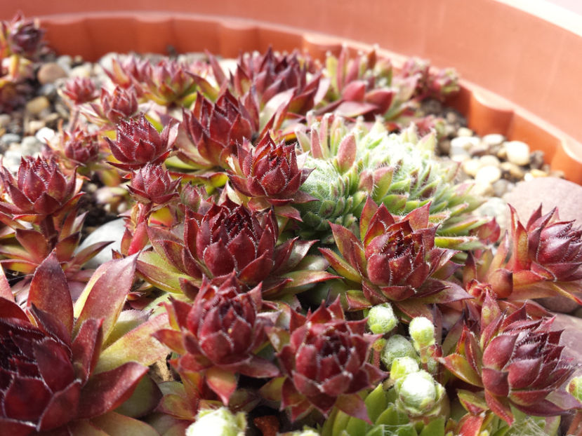  - Sempervivum - 2017_partea a II-a