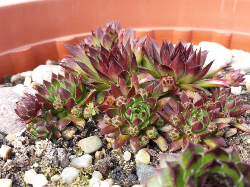  - Sempervivum - 2017_partea a II-a