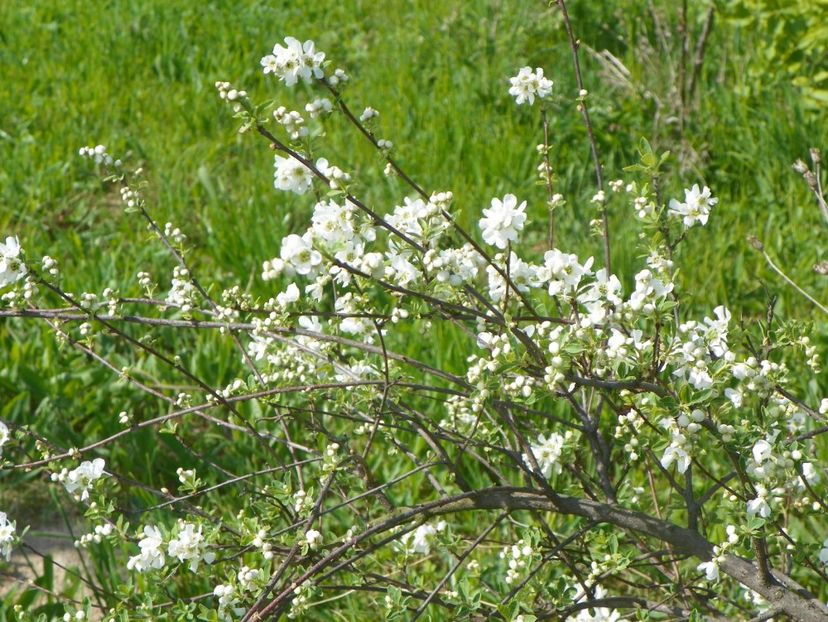 exochorda The Bride - z-Dobarland 2017