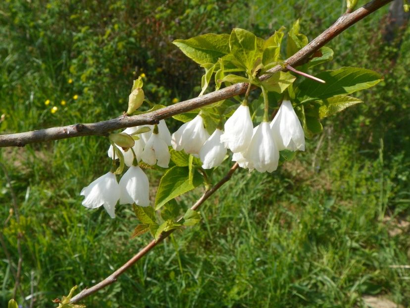 halesia carolina - z-Dobarland 2017