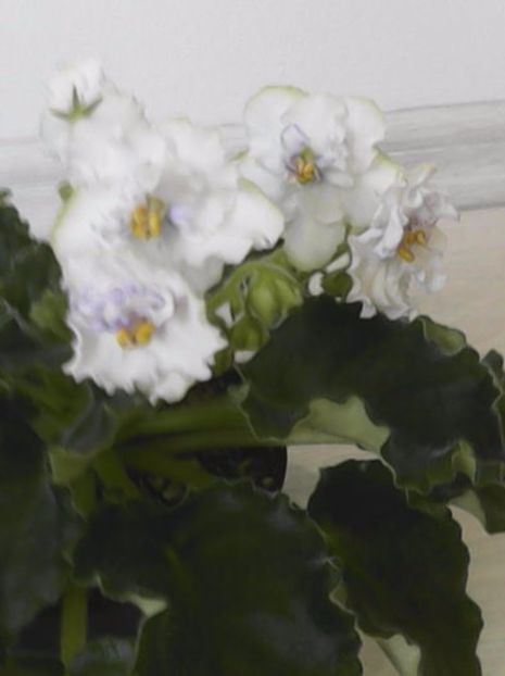 alb floare creata - necunoscut 2- crisu89
