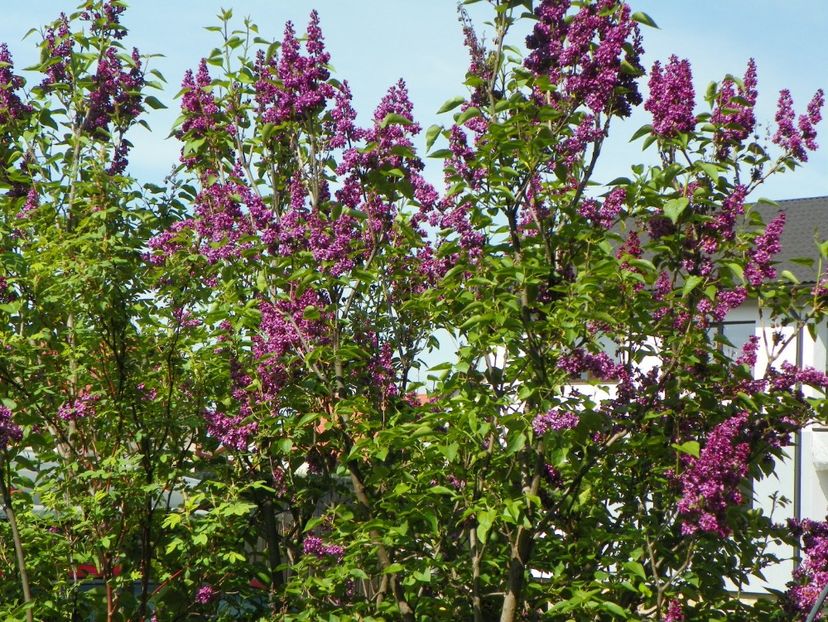 syringa Charles Joly - Copacei si arbusti 2017