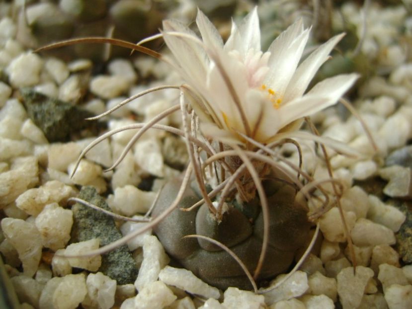 Turbinicarpus macrochele v. kupcakii - Cactusi 2017