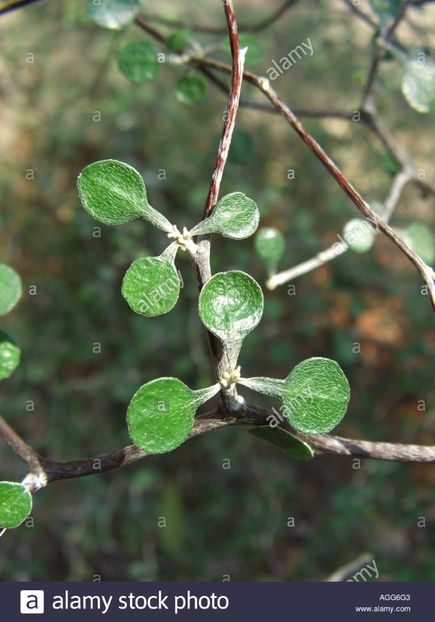 Corokia cotoneaster, frunze - Whish list pentru viata urmatoare1