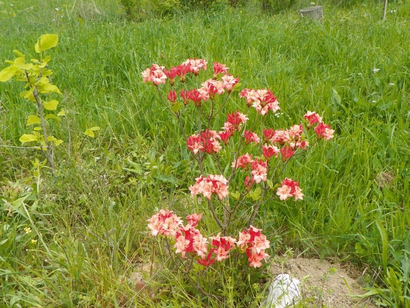 azalea Corneille - z-Dobarland 2017