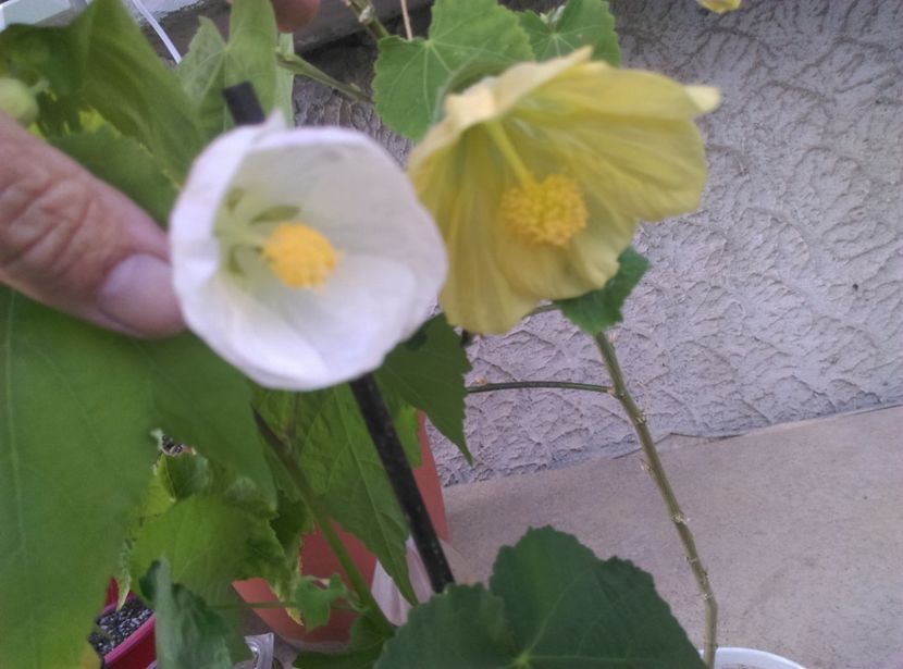  - Abutilon 2016-2017 -2018-2019