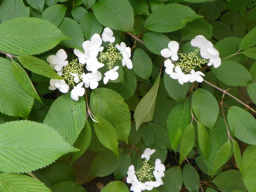 viburnum plic. Lanarth - Copacei si arbusti 2017