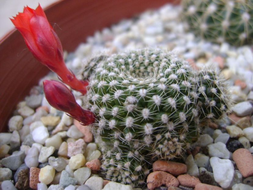 Rebutia krainziana - Cactusi 2017