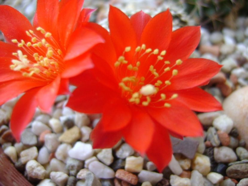 Rebutia krainziana - Cactusi 2017