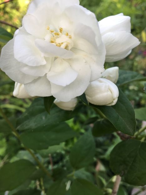 Philadelphus snowbelle - Arbusti 2017 23 24