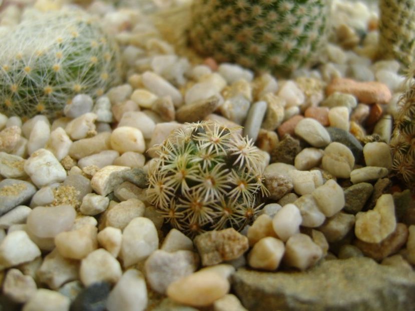 Mammillaria hernandezii - Cactusi 2017