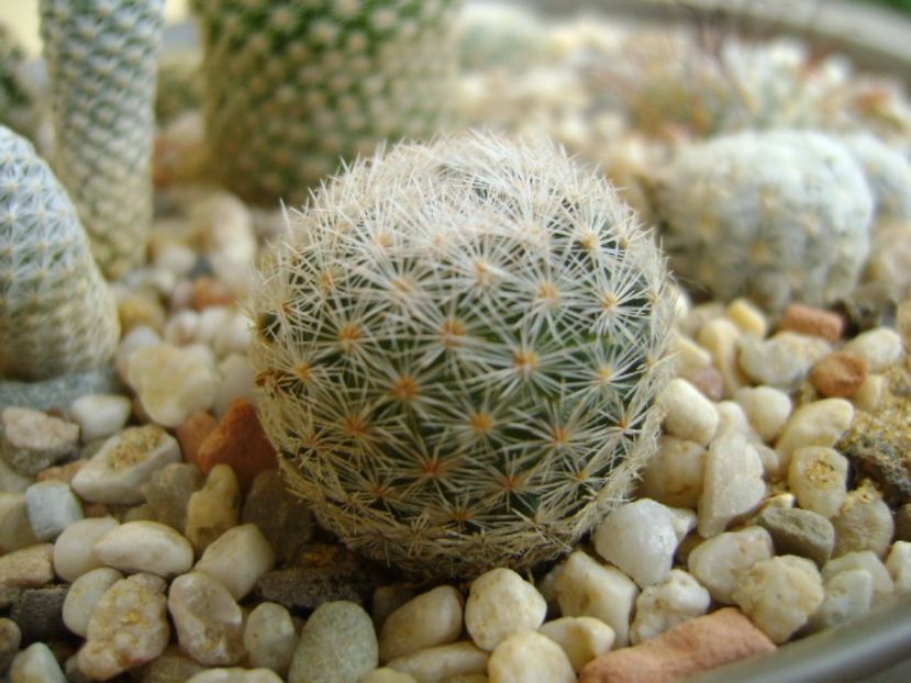 Mammillaria lasiacantha - Cactusi 2017