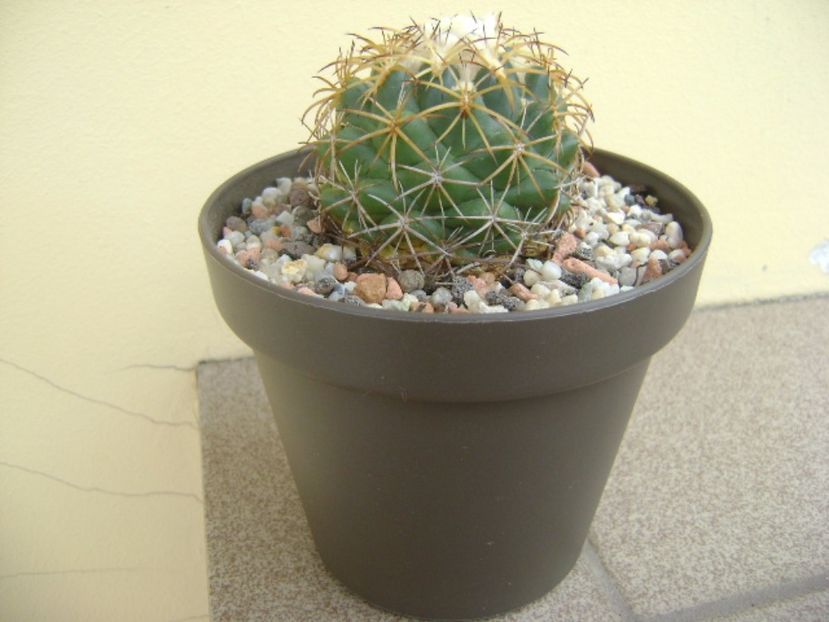 Coryphantha elephantidens ssp. sulcolanata - Cactusi 2017