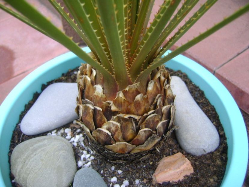 Dasylirion serratifolium, detaliu - Agave si Yucca 2017