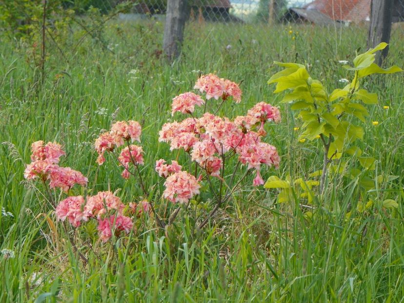 azalea Corneille - z-Dobarland 2017