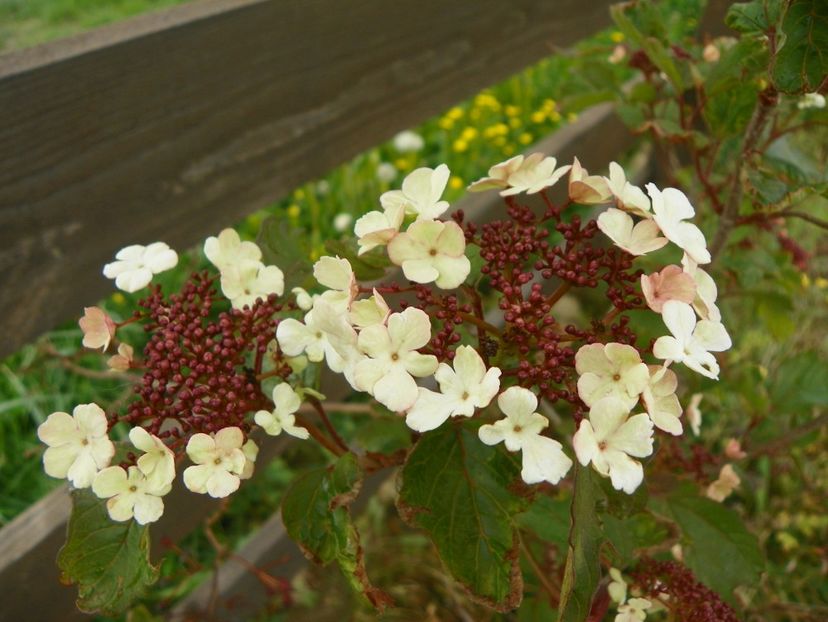 viburnum sarg. Onondaga - z-Dobarland 2017