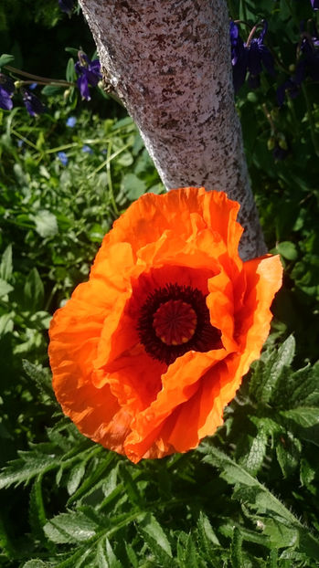 Papaver orientale Konigin Alexandra - Gradina primavara 2017