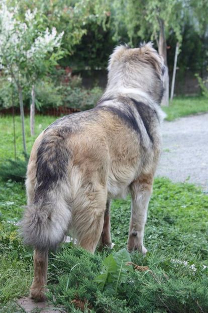 Alerta maxima . - Ciobanesc caucazian