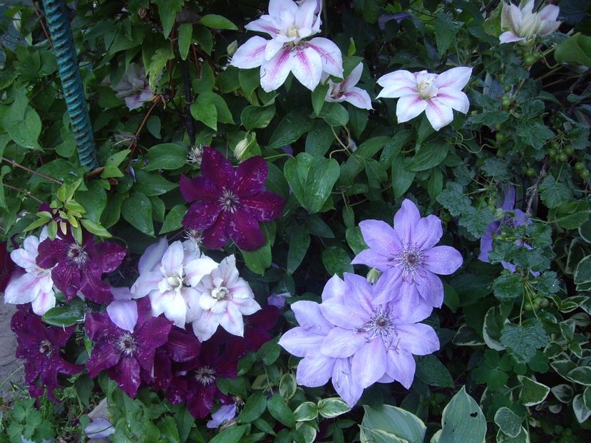 IMGP0421 - CLEMATITE - 2014-2017