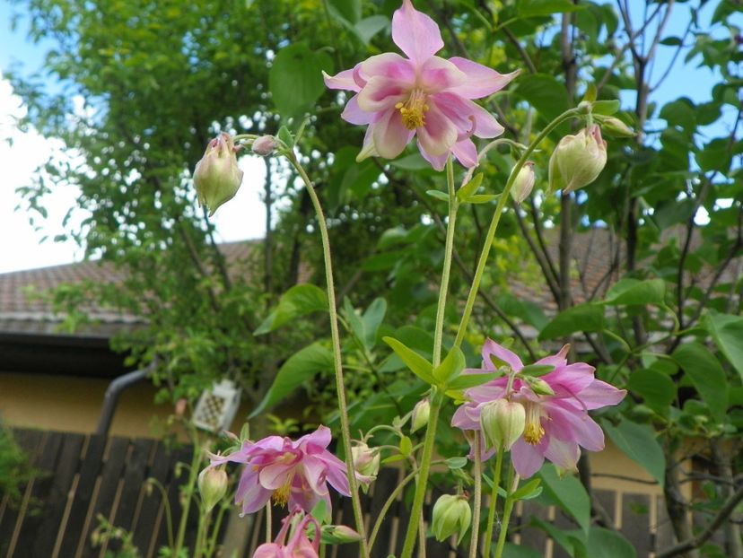 22 mai (19) - Aquilegia 2017