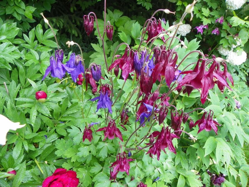 22 mai (113) - Aquilegia 2017