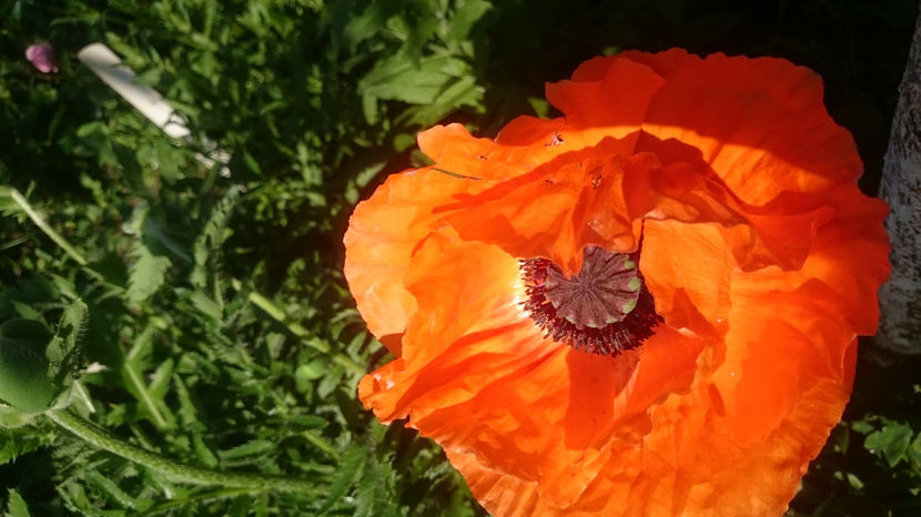 Papaver orientale Konigin Alexandra - Gradina primavara 2017