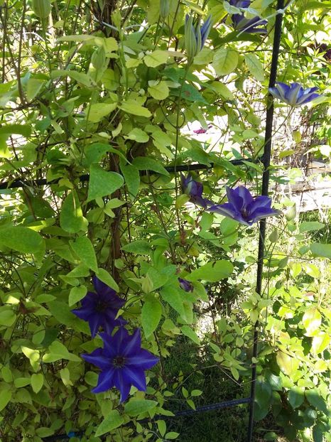  - 2017 clematis