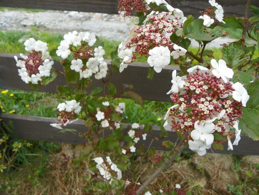 viburnum sarg. Onondaga - z-Dobarland 2017