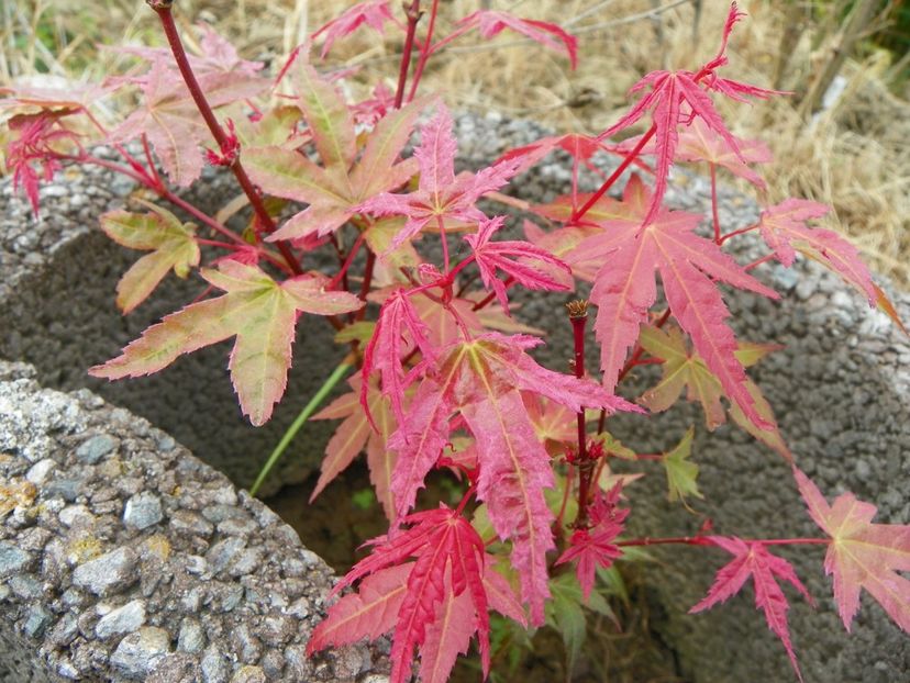 acer palm. Phoenix - z-Dobarland 2017