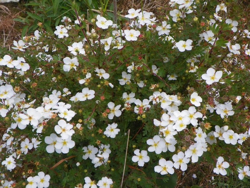 potentilla Abbotswood - z-Dobarland 2017