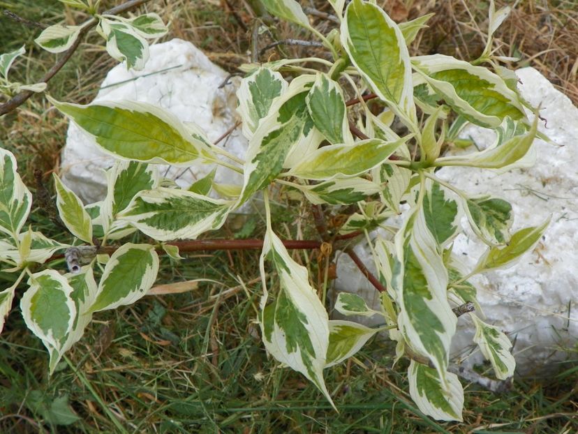 cornus controversa variegata - z-Dobarland 2017