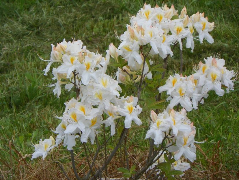 azalea Schneegold - z-Dobarland 2017