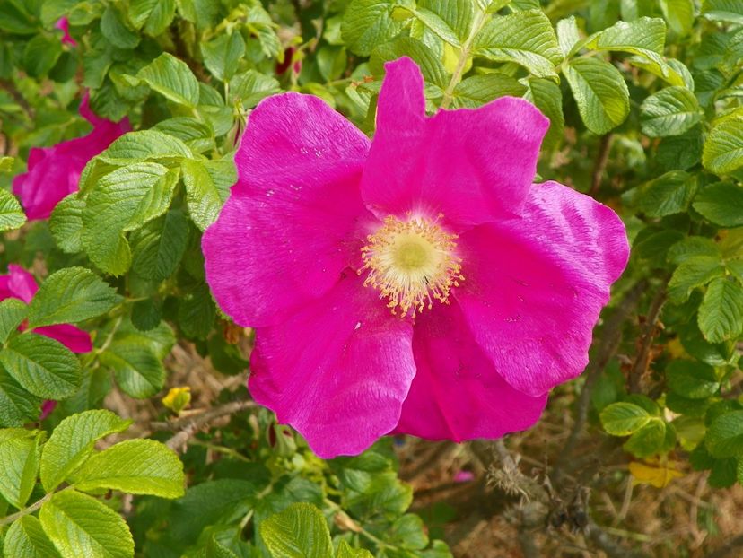 rosa rugosa Rubra - Trandafiri 2017