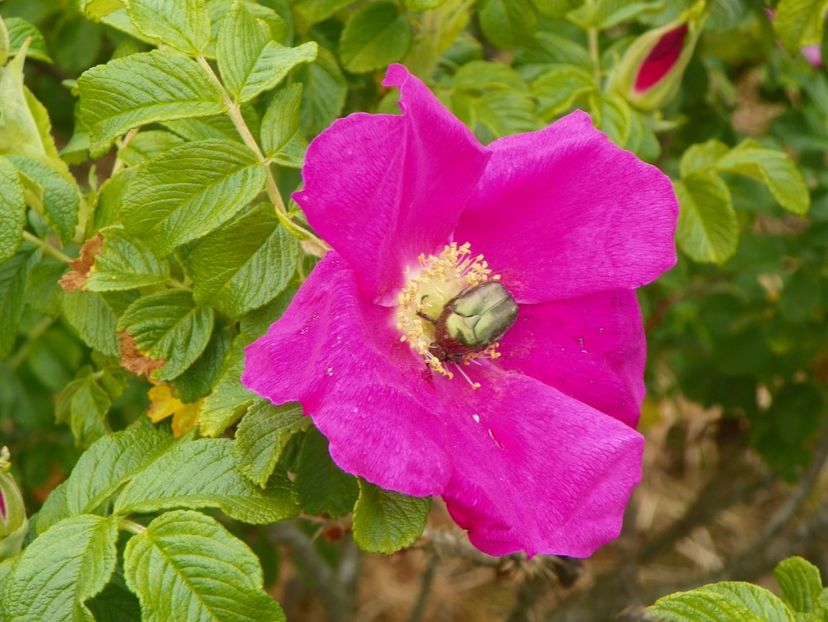 rosa rugosa Rubra - Trandafiri 2017