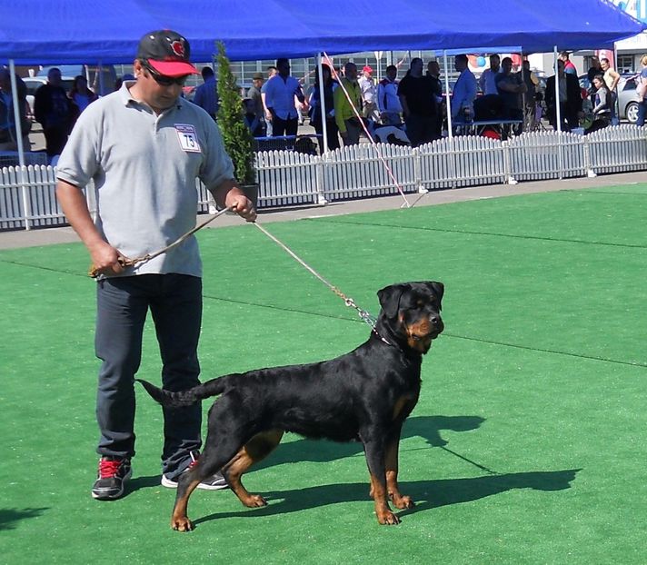  - Bucovina Dog Show 2017