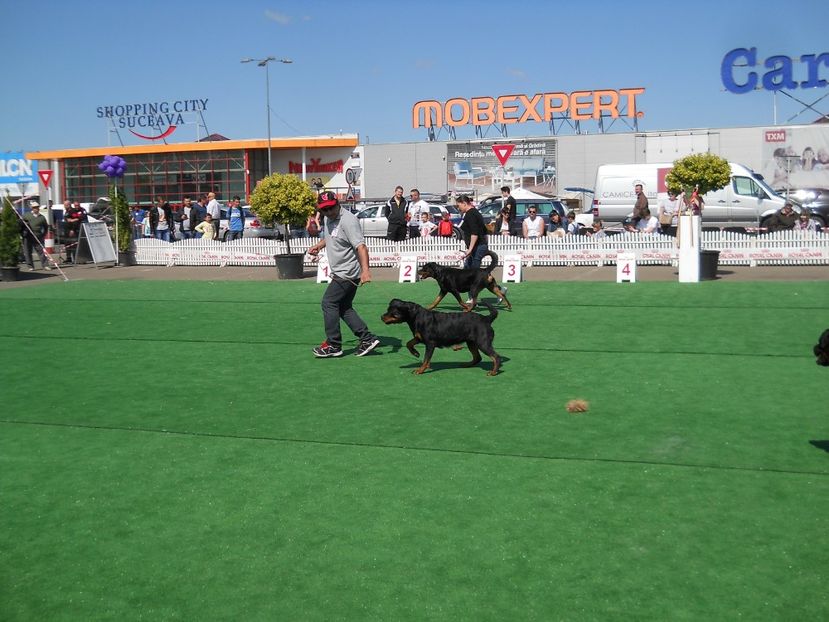  - Bucovina Dog Show 2017