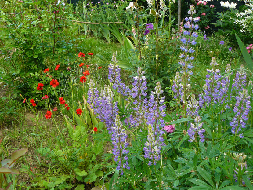 Geum si Lupin - 2017_Idilic Garden_Trandafiri