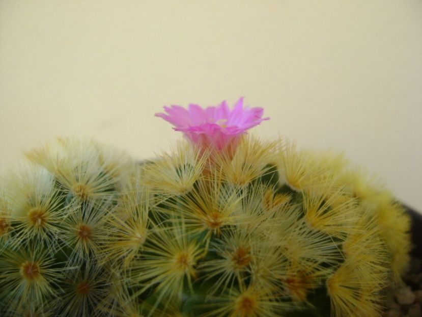 Mammillaria carmenae - Cactusi 2017