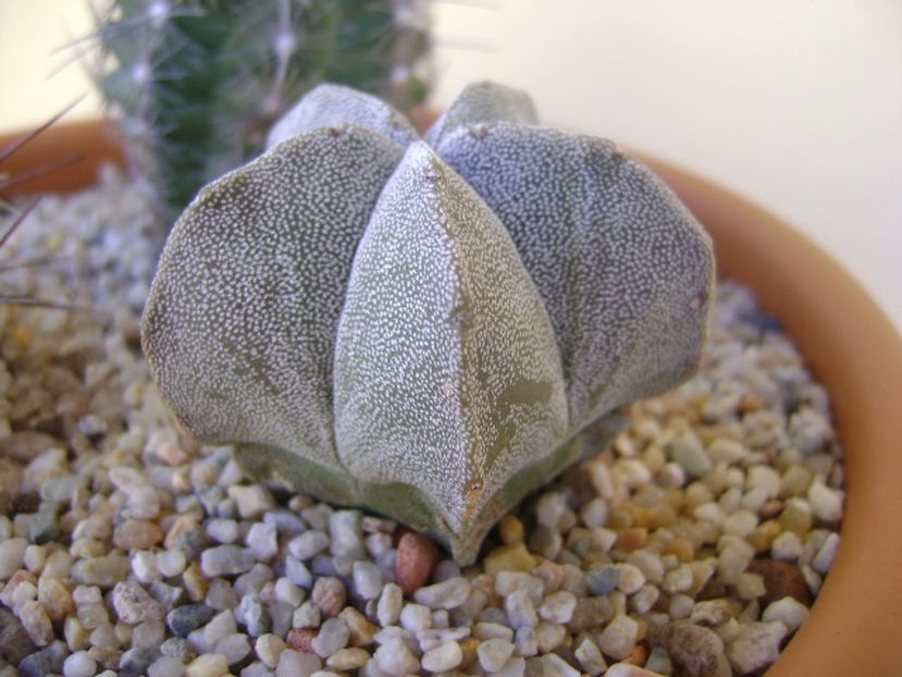 Astrophytum coahuilense - Cactusi 2017