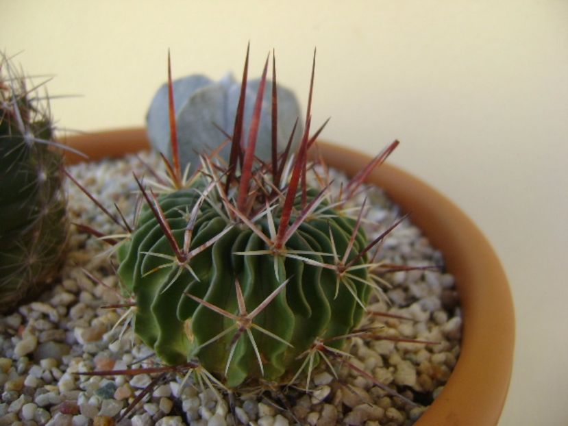 Echinofossulocactus multicostatus - Cactusi 2017