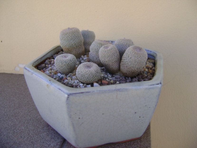 Grup de 5 epithelantha & 2 Lithops fulviceps - Cactusi 2017