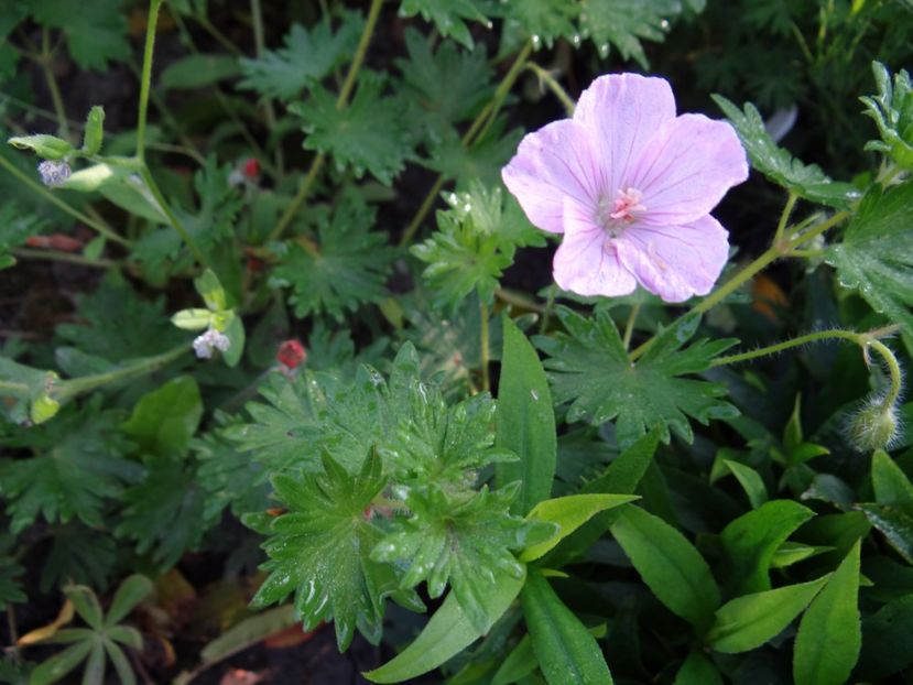 geranium Vision Pink - Bye-Bye Primavara