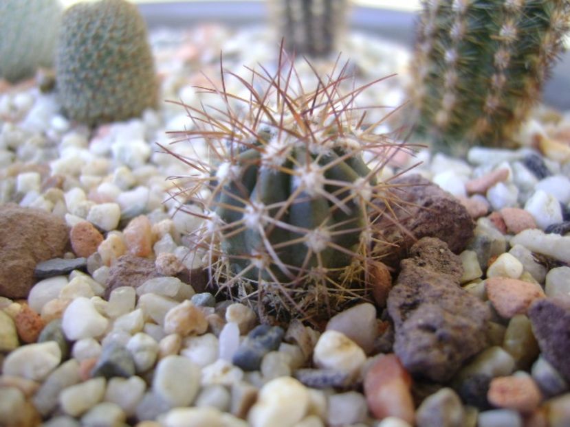 Melocactus azureus - Cactusi 2017