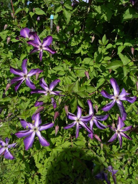 Venosa violacea - Clematite 2017