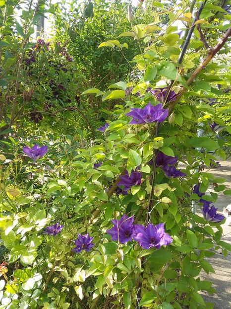  - 2017 clematis