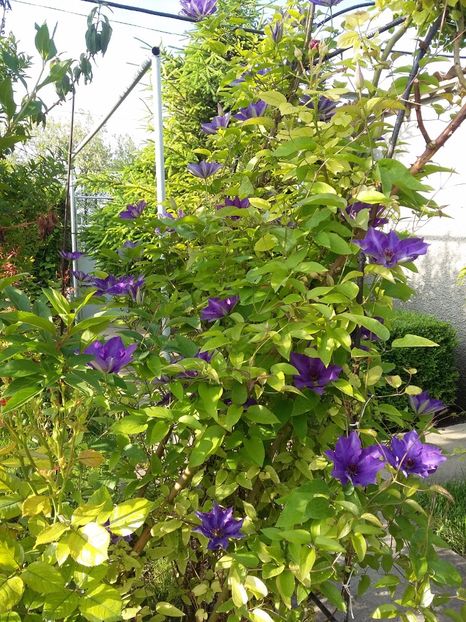  - 2017 clematis