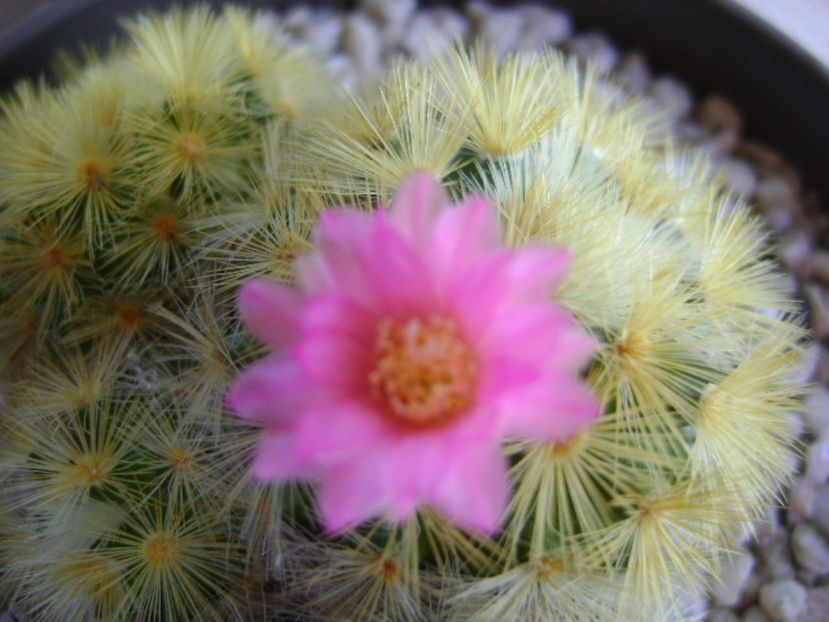 Mammillaria carmenae - Cactusi 2017